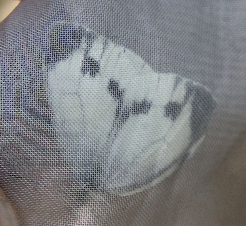 Pieris mannii? No, Pieris napi